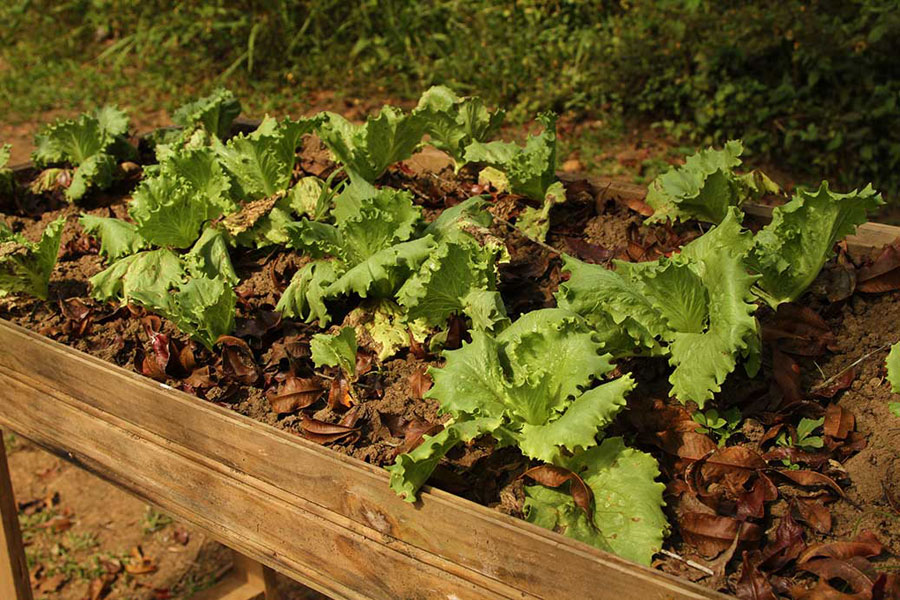 Green leaf lettuce grows in a homemade planter just outside a cement block home in Boruca. The Borucas grow a variety of fruits and vegetables in their yards and in family plots. Most of the food grown is only used to sustain families, but some agriculture is exported.